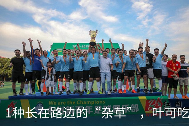 1种长在路边的“杂草”，叶可吃、果可吃全身是宝，价值珍贵